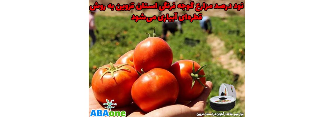 نود درصد مزارع گوجه فرنگی استان قزوین به روش قطره‌ای آبیاری می‌شود