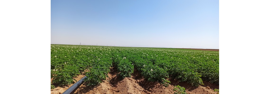 کشاورزان خوزستانی برای استفاده از آبیاری نوین به جهاد کشاورزی مراجعه کنند